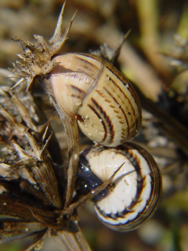 Theba pisana